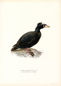 Scoter de bico vermelho (cor litho) de Magnus Ferdinand and Wilhelm von Wright