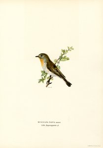 Papa-moscas-de-peito-vermelho (lito colorido) de Magnus Ferdinand and Wilhelm von Wright