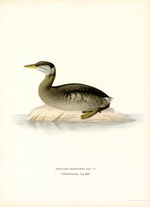 Grebe de pescoço vermelho (lito colorido) de Magnus Ferdinand and Wilhelm von Wright