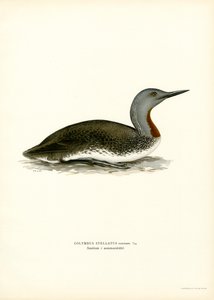 Red-throated Diver (cor litho) de Magnus Ferdinand and Wilhelm von Wright