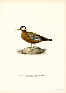 Falaropo vermelho (lito colorido) de Magnus Ferdinand and Wilhelm von Wright