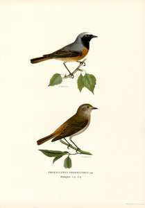 Redstart (lito colorido) de Magnus Ferdinand and Wilhelm von Wright