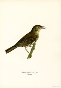Asa vermelha (cor litho) de Magnus Ferdinand and Wilhelm von Wright