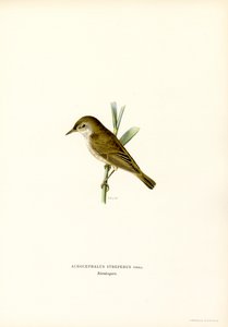 Reed Warbler (cor litho) de Magnus Ferdinand and Wilhelm von Wright