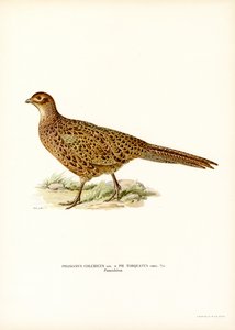 Faisão de pescoço anelado (lito colorido) de Magnus Ferdinand and Wilhelm von Wright