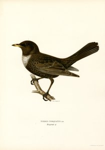 Ring Thrush (lito a cores) de Magnus Ferdinand and Wilhelm von Wright