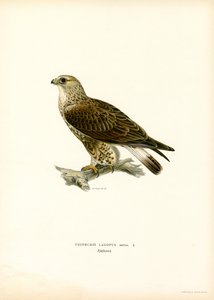 Buzzard de patas ásperas (cor litho) de Magnus Ferdinand and Wilhelm von Wright