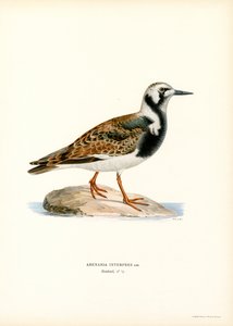 Ruddy Turnstone (lito colorido) de Magnus Ferdinand and Wilhelm von Wright