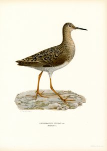 Ruff (lito colorido) de Magnus Ferdinand and Wilhelm von Wright