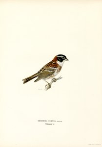 Estamenha rústica (lito colorido) de Magnus Ferdinand and Wilhelm von Wright