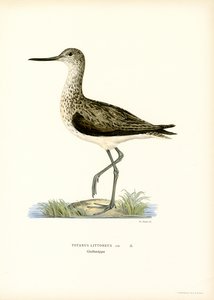 Limpador de areia (cor litho) de Magnus Ferdinand and Wilhelm von Wright