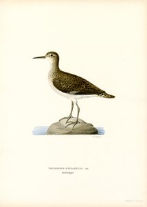 Limpador de areia (cor litho) de Magnus Ferdinand and Wilhelm von Wright