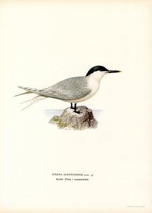 Garajau de sanduíche (cor litho) de Magnus Ferdinand and Wilhelm von Wright