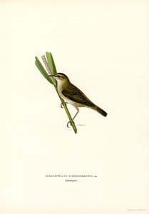 Sedge Warbler (cor litho) de Magnus Ferdinand and Wilhelm von Wright