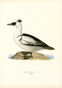 Smew (lito colorido) de Magnus Ferdinand and Wilhelm von Wright