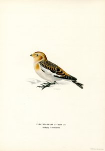 Estamenha de neve (lito colorido) de Magnus Ferdinand and Wilhelm von Wright