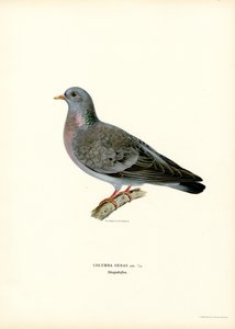 Pomba Stock (lito a cores) de Magnus Ferdinand and Wilhelm von Wright