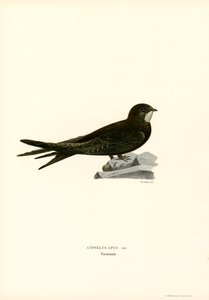 Rápido (cor litho) de Magnus Ferdinand and Wilhelm von Wright