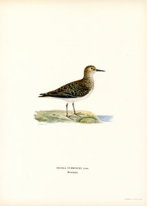 Stint de Temminck (lito colorido) de Magnus Ferdinand and Wilhelm von Wright