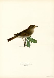 Thrush Nightingale (lito colorido) de Magnus Ferdinand and Wilhelm von Wright