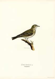 Pipit de árvore (cor litho) de Magnus Ferdinand and Wilhelm von Wright