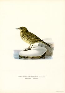 Pipit de água (cor litho) de Magnus Ferdinand and Wilhelm von Wright