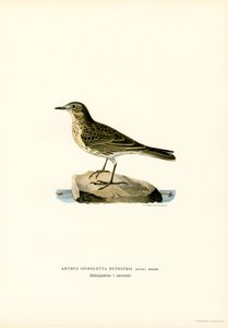 Pipit de água (cor litho) de Magnus Ferdinand and Wilhelm von Wright