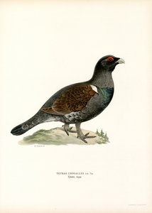 Western Capercaillie (lito a cores) de Magnus Ferdinand and Wilhelm von Wright