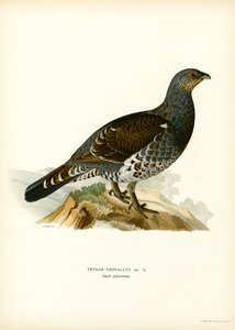 Capercaillie ocidental (cor litho) de Magnus Ferdinand and Wilhelm von Wright