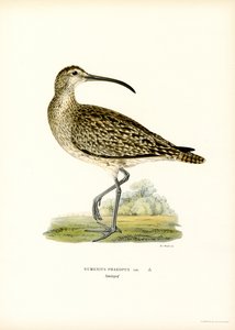 Whimbrel (lito colorido) de Magnus Ferdinand and Wilhelm von Wright