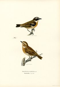 Whinchat (lito colorido) de Magnus Ferdinand and Wilhelm von Wright