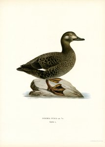 Scoter de asas brancas (lito colorido) de Magnus Ferdinand and Wilhelm von Wright