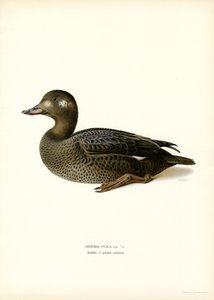 Scoter de asa branca (cor litho) de Magnus Ferdinand and Wilhelm von Wright