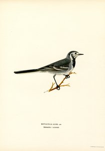 Branco Wagtail (cor litho) de Magnus Ferdinand and Wilhelm von Wright