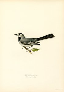 Alvéola Branca (lito a cores) de Magnus Ferdinand and Wilhelm von Wright