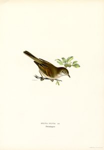 Whitethroat (lito colorido) de Magnus Ferdinand and Wilhelm von Wright