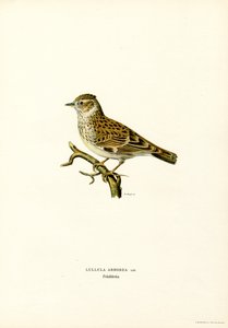 Wood Lark (lito colorido) de Magnus Ferdinand and Wilhelm von Wright
