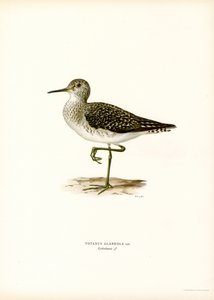Maçarico de madeira (cor litho) de Magnus Ferdinand and Wilhelm von Wright