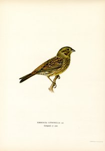 Coelhão amarelo (cor litho) de Magnus Ferdinand and Wilhelm von Wright