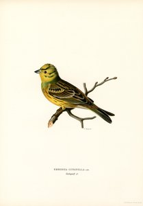 Coelhão amarelo (cor litho) de Magnus Ferdinand and Wilhelm von Wright