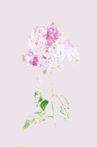 Resumo: Flor Rosa de Maira Ribena