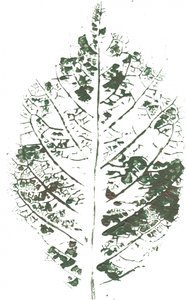 Estampado botânico de folhas