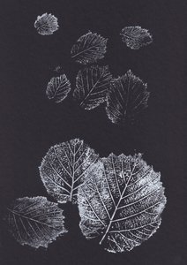 Estampas botânicas de folhas