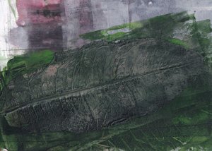 Impressão de folha verde-escura de Maira Ribena