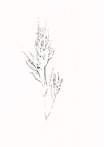 Desenho botânico delicado de Maira Ribena