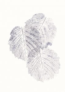 Texturas minimalistas de folhas de Maira Ribena