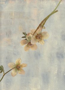 Pale Blue Botanicals de Maira Ribena
