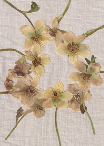 Guirlanda de flores prensadas