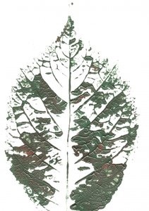 Folha verde texturada