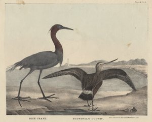 Blue Crane, Hudsonian Godwit, litho de Childs und Inman, de &39;O Gabinete de História Natural e American Rural Sports&39; por J. und T. Doughty, 1832 de Mannevillette Elihu Dearing Brown